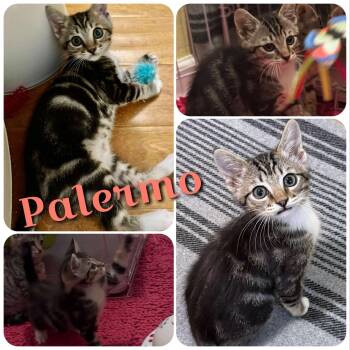 Rescue Domestic Short Hair Cats for Adoption in Hollister, California - Palermo | PetCurious
