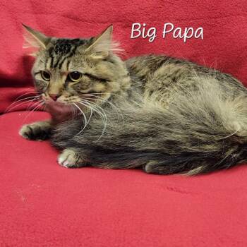 Big Papa -  Domestic Long Hair Cat for Adoption in Parkersburg, West Virginia - Big Papa | PetCurious