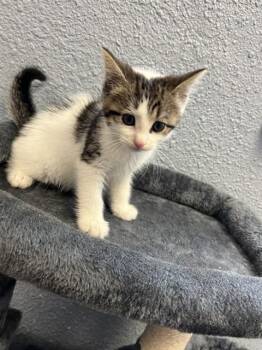 TOOTHLESS -  Domestic Short Hair Cat for Adoption in Killeen, Texas - TOOTHLESS | PetCurious