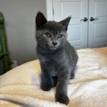 Russian Blue Cats Available for Adoption in Bentonville, Arkansas - Gigas | PetCurious