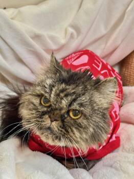 Persian Cats Available for Adoption in Miami, Florida - ELISE | PetCurious
