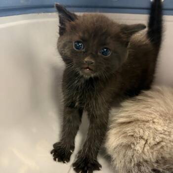 Socrates -  Domestic Medium Hair Cat for Adoption in Tulsa, Oklahoma - Socrates | PetCurious