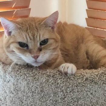 Domestic Short Hair Cats Available for Adoption in Newburgh, New York - Lucy (Bonded Pair With Reggie) | PetCurious