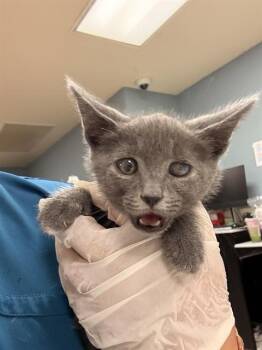 Domestic Short Hair Cats Available for Adoption in Riverside, California - MUNCHKIN | PetCurious