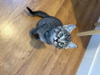 Domestic Short Hair Cats Available for Adoption in Barrière, British Columbia - Ford | PetCurious