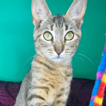 Domestic Short Hair Cats Available for Adoption - Bamboo | PetCurious