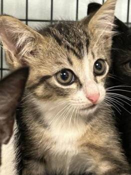 Tumble -  Domestic Short Hair Cat for Adoption in Largo, Florida - Tumble | PetCurious