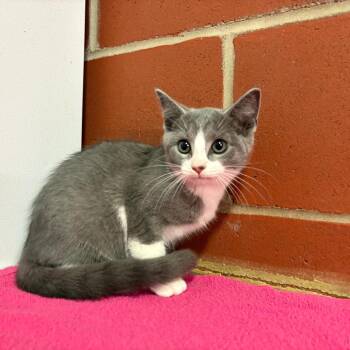 Cici -  Domestic Short Hair Cat for Adoption in Cabot, Arkansas - Cici | PetCurious