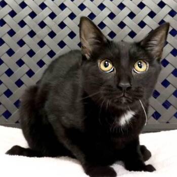 Canto -  Domestic Short Hair Cat for Adoption in Midland, Texas - Canto | PetCurious