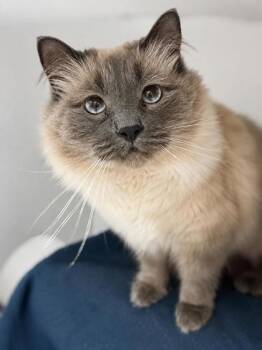 Ming Ming -  Domestic Medium Hair and Domestic Short Hair Cat for Adoption in Gwinn, Michigan - Ming Ming | PetCurious