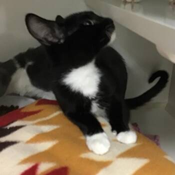 Eliza Jane -  Domestic Short Hair Cat for Adoption in Redwood City, California - Eliza Jane | PetCurious