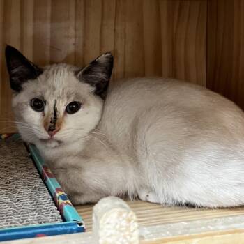 Starla -  Domestic Short Hair Cat for Adoption in Yucca Valley, California - Starla | PetCurious
