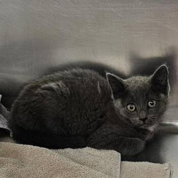 Christina -  Domestic Short Hair Cat for Adoption in Schenectady, New York - Christina | PetCurious