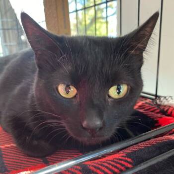 Rescue Domestic Short Hair Cats for Adoption in Riverwoods, Illinois - Hecate | PetCurious