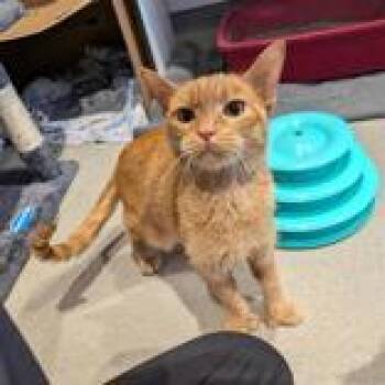 Domestic Short Hair Cats Available for Adoption in Hilliard, Ohio - CJ | PetCurious