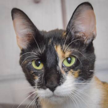 Calico and Domestic Short Hair Cats Available for Adoption in Huntley, Illinois - Vivian | PetCurious