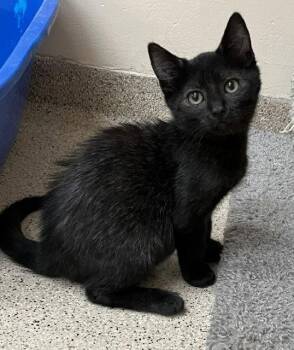 Kitten Jinx -  Domestic Short Hair Cat for Adoption in Seal Beach, California - Kitten Jinx | PetCurious