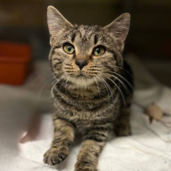 Rescue Domestic Short Hair Cats for Adoption in Concord, North Carolina - Bonbon | PetCurious