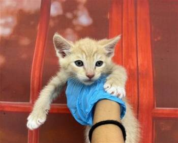 Domestic Short Hair Cats Available for Adoption in San Bernardino, California - JETHRO | PetCurious