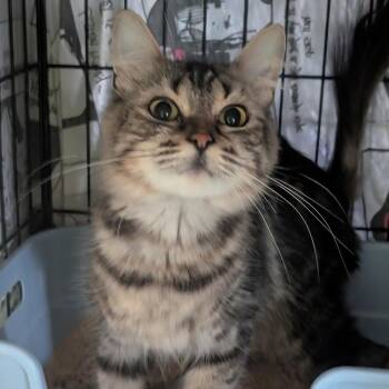Sugar -  Domestic Medium Hair Cat for Adoption in Bel Air, Maryland - Sugar | PetCurious