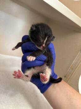 Domestic Short Hair Cats Available for Adoption in Los Angeles, California - Souffle | PetCurious