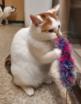 Rescue Domestic Short Hair Cats for Adoption in Cuyahoga Falls, Ohio - Buttercream (She Is At Medina Petsmart) | PetCurious