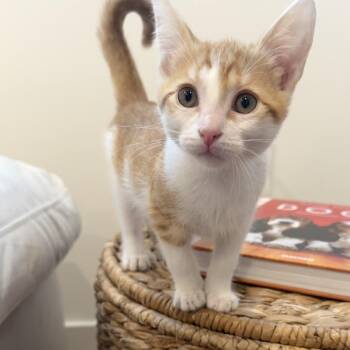 Richie Cunningham -  Domestic Short Hair Cat for Adoption in Los Angeles, California - Richie Cunningham | PetCurious
