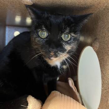 Siamese Cats Available for Adoption in Pasadena, California - Pebbles | PetCurious