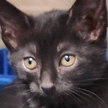 Domestic Long Hair Cats Available for Adoption in Corsicana, Texas - Paprika K45739 | PetCurious