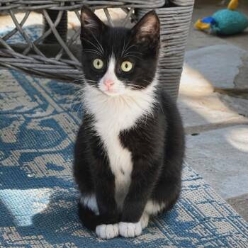 Domestic Short Hair Cats Available for Adoption in Fayetteville, Georgia - Augusta (adopt With Caddy) | PetCurious