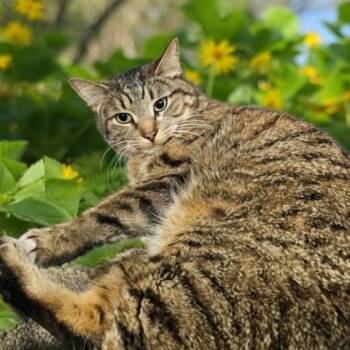 Domestic Short Hair Cats Available for Adoption - JOURNEY | PetCurious