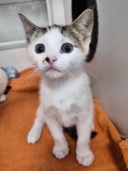 Ernesto -  Domestic Short Hair Cat for Adoption in Savannah, Georgia - Ernesto | PetCurious