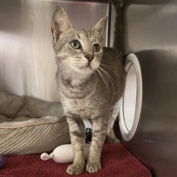 Lady Grey -  Domestic Short Hair Cat for Adoption in York, Pennsylvania - Lady Grey | PetCurious