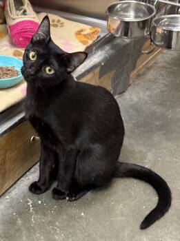 Rescue Domestic Short Hair Cats for Adoption in Capshaw, Alabama - SAMANTHA | PetCurious