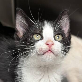 Heinz -  Domestic Short Hair Cat for Adoption in Seattle, Washington - Heinz | PetCurious