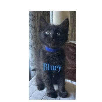 BLUEY -  Domestic Medium Hair Cat for Adoption in Auburn, California - BLUEY | PetCurious