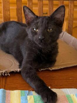 Jesse -  Domestic Medium Hair Cat for Adoption in Parlier, California - Jesse | PetCurious