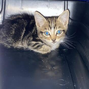 Toby -  Domestic Short Hair Cat for Adoption in San Antonio, Texas - Toby | PetCurious