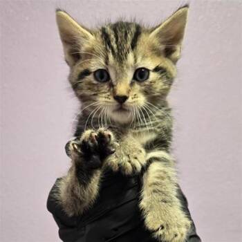 61687903 -  Domestic Short Hair Cat for Adoption in El Paso, Texas - 61687903 | PetCurious