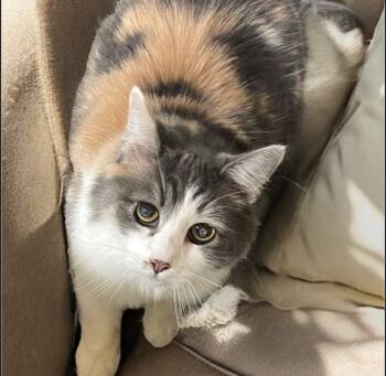 Rescue Domestic Long Hair Cats for Adoption in Pittsfield, Illinois - Patches | PetCurious