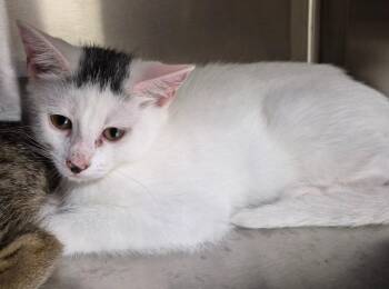Salsa -  Domestic Short Hair Cat for Adoption in Christiansburg, Virginia - Salsa | PetCurious