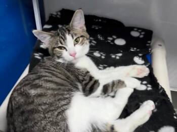 Linda -  Tabby Cat for Adoption in Powell, Ohio - Linda | PetCurious