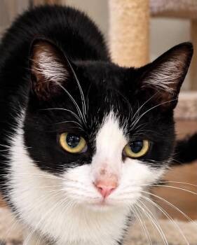 Callie -  Domestic Short Hair Cat for Adoption in Sioux Falls, South Dakota - Callie | PetCurious