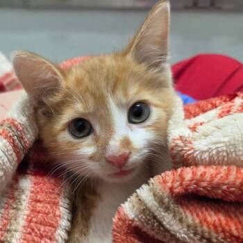 Chai -  Domestic Short Hair Cat for Adoption in Chattanooga, Tennessee - Chai | PetCurious