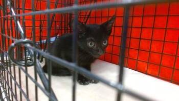 BOSTON -  Domestic Short Hair Cat for Adoption in Doral, Florida - BOSTON | PetCurious