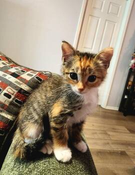Ukulele -  Domestic Short Hair Cat for Adoption in Orlando, Florida - Ukulele | PetCurious
