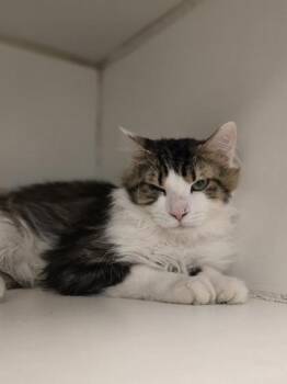 Rescue Domestic Medium Hair Cats for Adoption in Woodstock, Illinois - Hopper | PetCurious