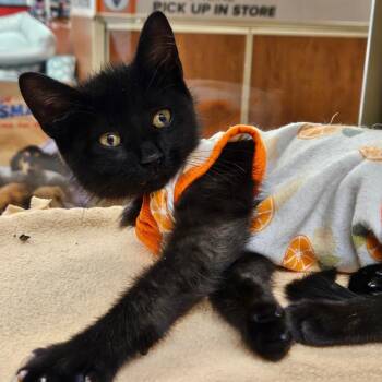 Mona -  Domestic Short Hair Cat for Adoption in Buffalo, New York - Mona | PetCurious