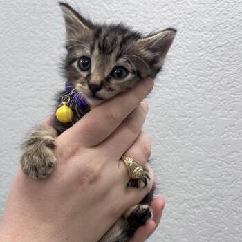 Ripple -  Domestic Medium Hair Cat for Adoption in Waco, Texas - Ripple | PetCurious