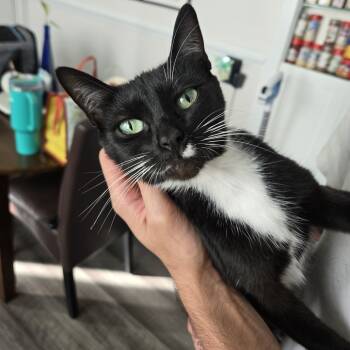 Rescue American Shorthair Cats for Adoption in Lynchburg, Virginia - MooMoo | PetCurious